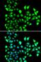 Small Nuclear Ribonucleoprotein D2 Polypeptide antibody, LS-C346167, Lifespan Biosciences, Immunofluorescence image 