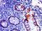 COX2 antibody, orb182638, Biorbyt, Immunohistochemistry paraffin image 