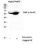 X-Linked Inhibitor Of Apoptosis antibody, A00482S87, Boster Biological Technology, Western Blot image 