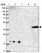 Centlein antibody, NBP1-88795, Novus Biologicals, Western Blot image 