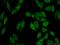 PCIF1 antibody, 16750-1-AP, Proteintech Group, Immunofluorescence image 