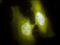 Heat Shock Transcription Factor 1 antibody, orb151126, Biorbyt, Immunofluorescence image 