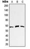 c-Myc antibody, orb214284, Biorbyt, Western Blot image 