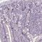 RUN Domain Containing 3B antibody, PA5-63407, Invitrogen Antibodies, Immunohistochemistry frozen image 