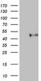 Paraoxonase 3 antibody, LS-C791241, Lifespan Biosciences, Western Blot image 