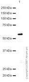 Charged Multivesicular Body Protein 2B antibody, ab33174, Abcam, Western Blot image 