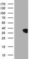 UBX Domain Protein 2B antibody, CF502560, Origene, Western Blot image 