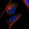 Intraflagellar Transport 81 antibody, HPA019087, Atlas Antibodies, Immunocytochemistry image 