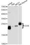 CD3 antibody, LS-C747519, Lifespan Biosciences, Western Blot image 