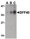 DNA Fragmentation Factor Subunit Beta antibody, PA5-19929, Invitrogen Antibodies, Western Blot image 