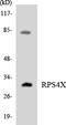 Ribosomal Protein S4 X-Linked antibody, LS-C200626, Lifespan Biosciences, Western Blot image 