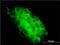 Ubiquitin Specific Peptidase 31 antibody, H00057478-M01, Novus Biologicals, Immunofluorescence image 