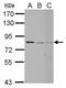 IK Cytokine antibody, NBP2-20120, Novus Biologicals, Western Blot image 