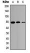 HSD17B4 antibody, LS-C354396, Lifespan Biosciences, Western Blot image 