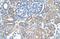 Sarcosine dehydrogenase, mitochondrial antibody, NBP1-70769, Novus Biologicals, Immunohistochemistry paraffin image 