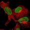 Epithelial Mitogen antibody, NBP2-58295, Novus Biologicals, Immunofluorescence image 