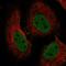 Histone-binding protein RBBP4 antibody, HPA060710, Atlas Antibodies, Immunofluorescence image 