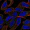 Solute Carrier Family 44 Member 5 antibody, HPA047455, Atlas Antibodies, Immunofluorescence image 