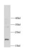 Down-Regulator Of Transcription 1 antibody, FNab02527, FineTest, Western Blot image 