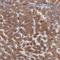 Retinol Binding Protein 4 antibody, HPA001641, Atlas Antibodies, Immunohistochemistry frozen image 