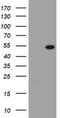 SBP1 antibody, TA504739, Origene, Western Blot image 