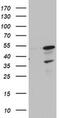 Cell Division Cycle Associated 7 Like antibody, MA5-26566, Invitrogen Antibodies, Western Blot image 