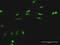 RIO Kinase 1 antibody, H00083732-B02P, Novus Biologicals, Immunocytochemistry image 