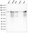 Minichromosome Maintenance Complex Component 7 antibody, AE00255, Aeonian Biotech, Western Blot image 