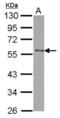 pG2 antibody, NBP2-16177, Novus Biologicals, Western Blot image 