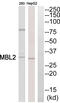 Mannose Binding Lectin 2 antibody, abx014569, Abbexa, Western Blot image 