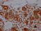 E2F-1 antibody, CSB-RA826096A0HU, Cusabio, Immunohistochemistry frozen image 