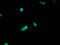 Deleted in bladder cancer protein 1 antibody, A62382-100, Epigentek, Immunofluorescence image 