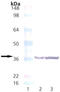 Neuron-specific antigen HPC-1 antibody, ADI-VAM-SV013-C, Enzo Life Sciences, Western Blot image 