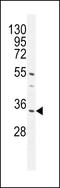Chromosome 18 Open Reading Frame 25 antibody, LS-C167016, Lifespan Biosciences, Western Blot image 