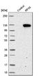 DNA-binding protein RFX6 antibody, HPA037696, Atlas Antibodies, Western Blot image 