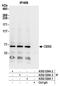 Chromobox 2 antibody, A302-524A, Bethyl Labs, Immunoprecipitation image 