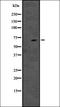 Centromere Protein T antibody, orb335147, Biorbyt, Western Blot image 