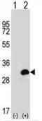 CA1 antibody, AP50693PU-N, Origene, Western Blot image 