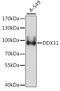 DEAD-Box Helicase 31 antibody, A15892, ABclonal Technology, Western Blot image 