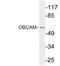 OBCAM antibody, LS-C199953, Lifespan Biosciences, Western Blot image 