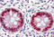 Early Growth Response 2 antibody, MBS242611, MyBioSource, Immunohistochemistry frozen image 