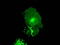 Fc-gamma-RIIa antibody, TA500652, Origene, Immunofluorescence image 