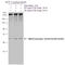 SMAD2 antibody, GTX133475, GeneTex, Western Blot image 