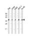 Selectin L antibody, 62-573, ProSci, Western Blot image 