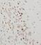 KIAA0319 Like antibody, FNab04530, FineTest, Immunohistochemistry frozen image 