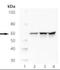 SRC antibody, orb88791, Biorbyt, Western Blot image 
