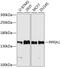 PTPRF Interacting Protein Alpha 1 antibody, A05735, Boster Biological Technology, Western Blot image 