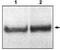 Disabled homolog 1 antibody, PA1-31307, Invitrogen Antibodies, Western Blot image 
