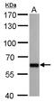 Poly(U)-binding-splicing factor PUF60 antibody, GTX629886, GeneTex, Western Blot image 