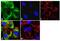 Apolipoprotein B antibody, MIA1605, Invitrogen Antibodies, Immunofluorescence image 